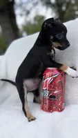Cooper, a male Chihuahua for sale in Leicester, NC – 5 of 10