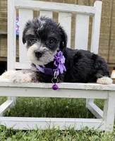 Nicky , a female Yorkshire Terrier for sale in Leicester, NC – 4 of 6