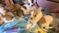 Sammy , a male Chihuahua for sale in Leicester, NC – 6 of 6