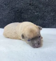 Toby, a male Chihuahua for sale in Leicester, NC – 1 of 8