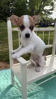 Toby , a male Chihuahua for sale in Leicester, NC – 7 of 10