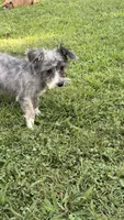 Shelby, a female Maltese and Yorkshire Terrier for sale in Leicester, NC – 10 of 10