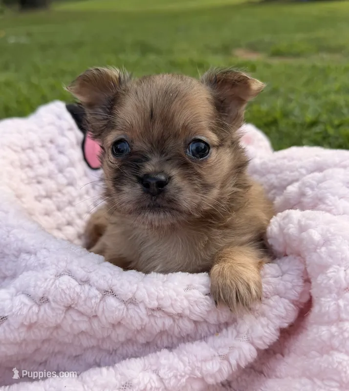 Dolly  – Chihuahua puppy for sale in Leicester, NC