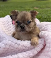 Dolly , a female Chihuahua for sale in Leicester, NC – 1 of 10