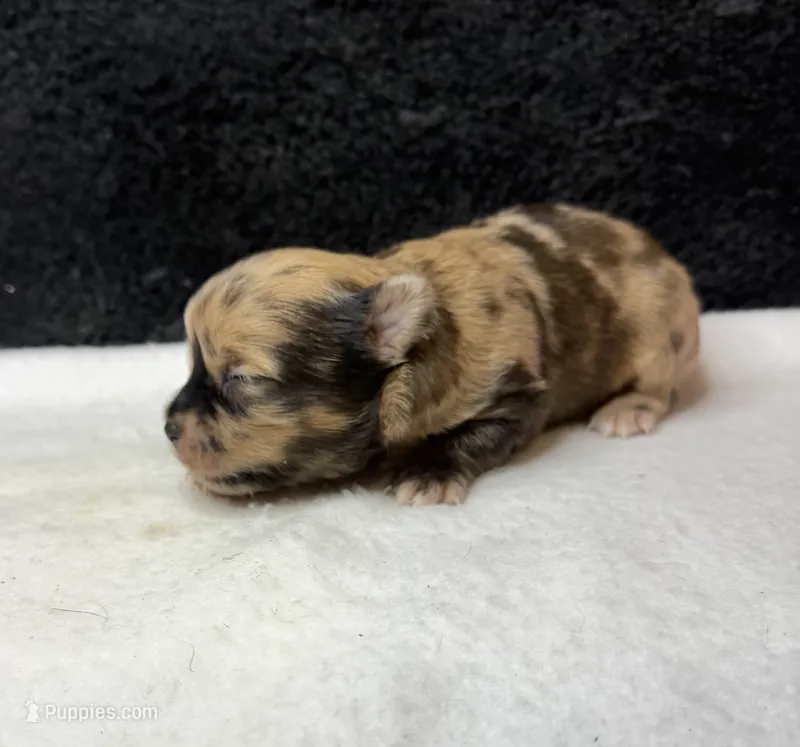 Max – Chihuahua puppy for sale in Leicester, NC
