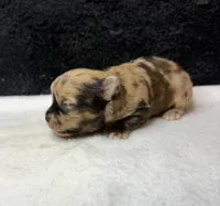 Max, a male Chihuahua for sale in Leicester, NC – 1 of 10