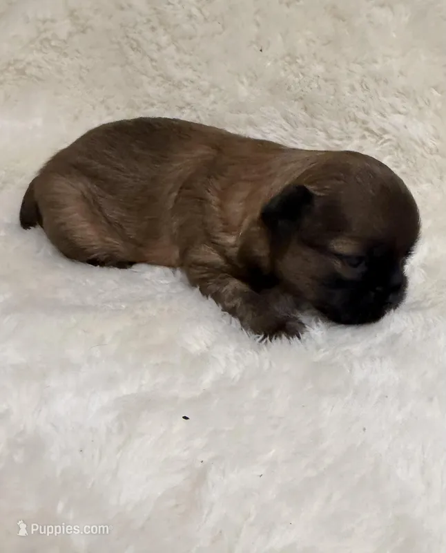 Sammy – Malchi puppy for sale in Leicester, NC