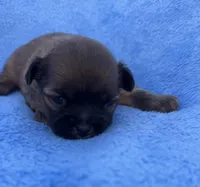 Sammy, a male Malchi for sale in Leicester, NC – Photo 4 of 10