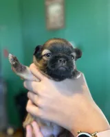 Sammy, a male Malchi for sale in Leicester, NC – Photo 8 of 10