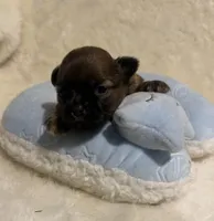 Sammy, a male Malchi for sale in Leicester, NC – Photo 7 of 10