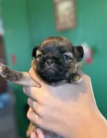 Sammy, a male Malchi for sale in Leicester, NC – Photo 2 of 10