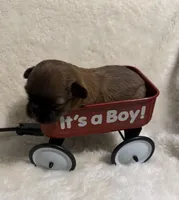 Sammy, a male Malchi for sale in Leicester, NC – Photo 6 of 10