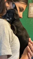 Cody, a male Chihuahua for sale in Leicester, NC – 5 of 10