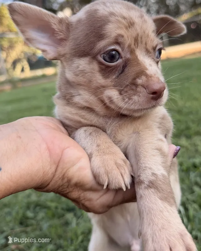 Merle Boy – Chihuahua puppy for sale in Leicester, NC