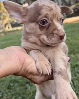 Merle Boy, a male Chihuahua for sale in Leicester, NC – 1 of 10