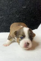 Jack, a male Chihuahua for sale in Leicester, NC – 3 of 9