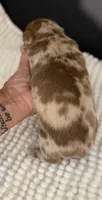 Rocky, a male Chihuahua for sale in Leicester, NC – 3 of 9