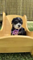 Nicky , a female Yorkshire Terrier for sale in Leicester, NC – 5 of 6