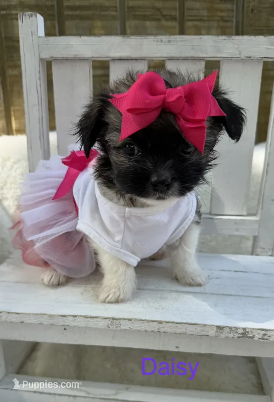 Daisy  – Chihuahua puppy for sale in Leicester, NC