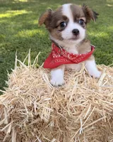 Brown Boy, a male Chihuahua for sale in Leicester, NC – 10 of 10