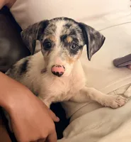 Maggie , a female Chihuahua for sale in Leicester, NC – 7 of 10