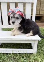 Dolly, a female Yorkshire Terrier for sale in Leicester, NC – 3 of 7