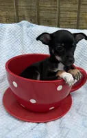 Cody, a male Chihuahua for sale in Leicester, NC – 8 of 10