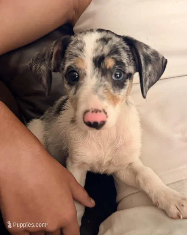 Maggie  – Chihuahua puppy for sale in Leicester, NC