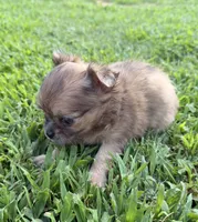 Dolly , a female Chihuahua for sale in Leicester, NC – 5 of 10