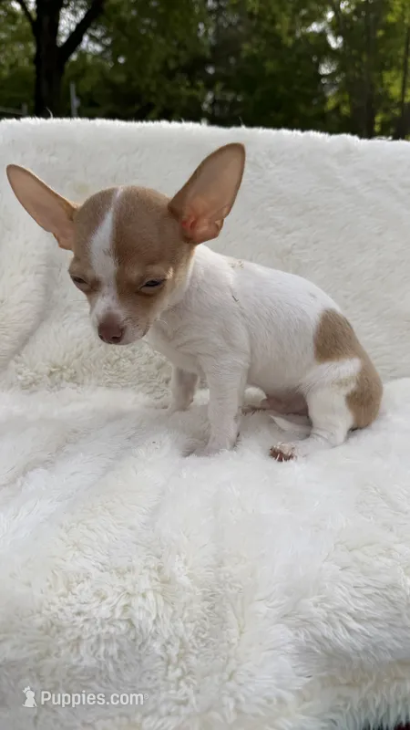 Sammy  – Chihuahua puppy for sale in Leicester, NC