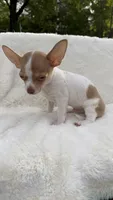Sammy , a male Chihuahua for sale in Leicester, NC – 1 of 6