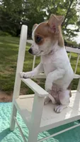 Toby , a male Chihuahua for sale in Leicester, NC – 5 of 10