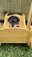 Sadie , a female Yorkshire Terrier for sale in Leicester, NC – 2 of 8