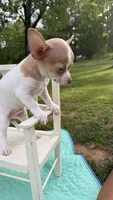 Sammy , a male Chihuahua for sale in Leicester, NC – 2 of 6