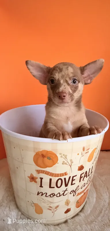Coco  – Chihuahua puppy for sale in Leicester, NC