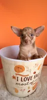 Coco , a male Chihuahua for sale in Leicester, NC – 1 of 9