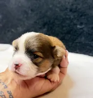 Jack, a male Chihuahua for sale in Leicester, NC – 1 of 9