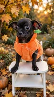 Shadow , a male Chihuahua for sale in Leicester, NC – 10 of 10
