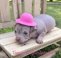 wrinkles, a female Chinese Crested for sale in Leicester, NC – 4 of 10