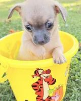 Fawn Boy, a male Chihuahua for sale in Leicester, NC – 7 of 10