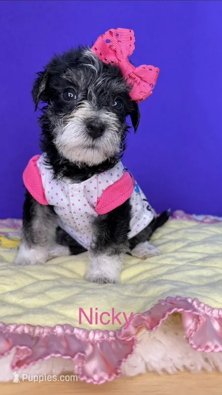 Nicky  – Yorkshire Terrier puppy for sale in Leicester, NC