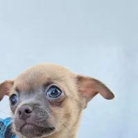 Biscuit, a male Chihuahua for sale in Leicester, NC – 2 of 10
