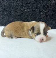 Jack, a male Chihuahua for sale in Leicester, NC – 5 of 9