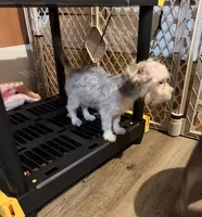 Addie, a female Yorkshire Terrier and Morkie for sale in Leicester, NC – 6 of 6