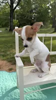 Toby , a male Chihuahua for sale in Leicester, NC – 9 of 10