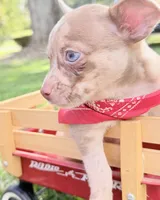 Merle Boy, a male Chihuahua for sale in Leicester, NC – 8 of 10