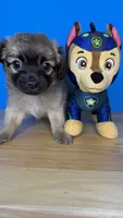 Sam, a male Chihuahua for sale in Leicester, NC – 2 of 10