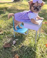 Girl, a female Chihuahua for sale in Leicester, NC – 10 of 10