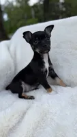 Cooper, a male Chihuahua for sale in Leicester, NC – 8 of 10