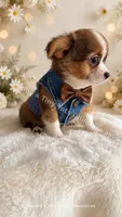 Oreo , a male Chihuahua for sale in Leicester, NC – 1 of 8